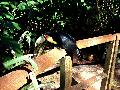 gal/holiday/Brazil 2005 - Foz do Iguacu Birds Sanctuary/_thb_Bird_Sanctuary_Iguacu_DSC07150.jpg
